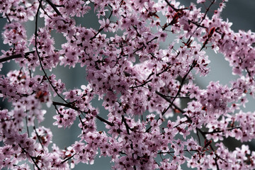 Trees in spring bloom