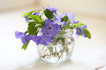 bouquet of blue flowers in glass vase on white background