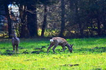 Naklejka na ściany i meble Young deer eating grass in a forest