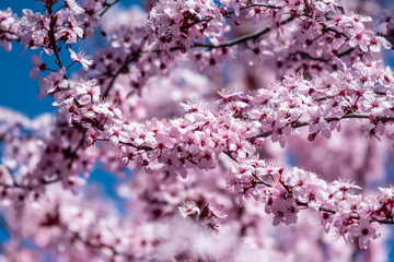 Trees in spring bloom