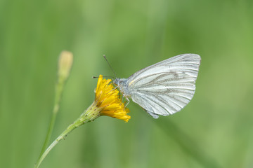 Green-veined white (Pieris napi) butterfly feeding nectar from a Common Hawkweeds