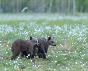 Obraz na płótnie Canvas Three bear cubs walking in the middle of the cotton grass in a Finnish bog