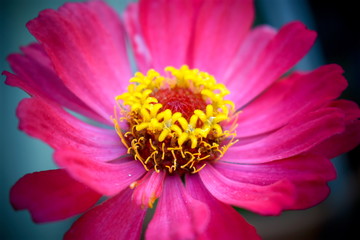 Zinnia Flower Blossom