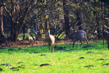 Group of deer in a bavarian forest