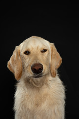 Funny portrait of young yellow labradoodle dog in studio