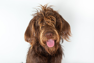 dog in front of white background