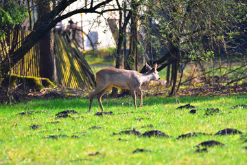 Deer in quest for food