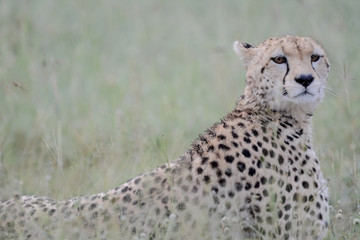 Portrait Cheetah in Massai Mara