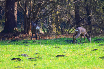 Deer eating on a meadow