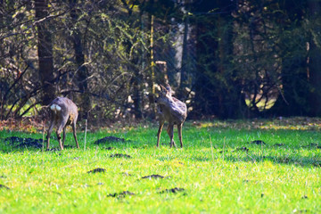 Deer on a meadow