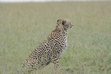 Portrait Cheetah in Massai Mara