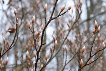 Buk pospolity (Fagus sylvatica) - pąki na drzewach wczesną wiosną © Iwona