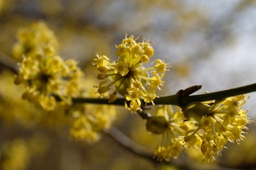 Dereń jadalny (Cornus mas) - kwiaty na drzewach wczesną wiosną © Iwona