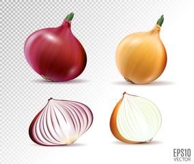 Vector set of fresh whole and half yellow and red onion bulbs on transparent background