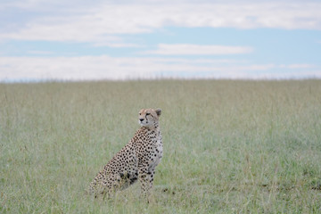 Portrait Cheetah in Massai Mara