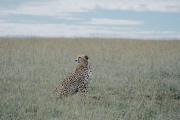 Portrait Cheetah in Massai Mara