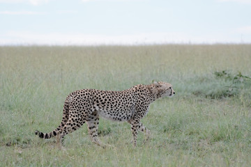 Portrait Cheetah in Massai Mara
