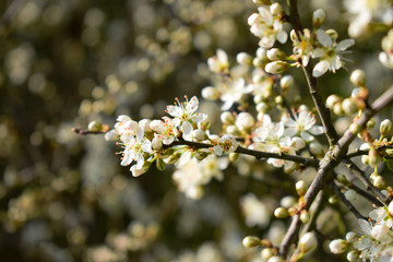 Close up of apple tree blossom buds
