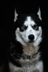 Beautiful siberian husky. Pedigree dog. Beautiful husky dog looking at the camera
