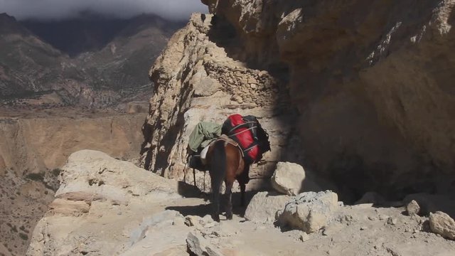 1 mule hiking across path on mountain side transporting goods with amazing views in the background in Nepal Mustang Chhosar