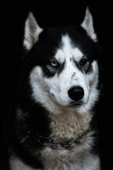 Hasky with different eyes