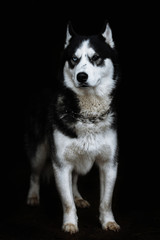 Beautiful siberian husky. Pedigree dog. Beautiful husky dog looking at the camera