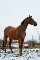 portrait of foal standing sideways brown horse on the road in winter, horse conformation, exterior