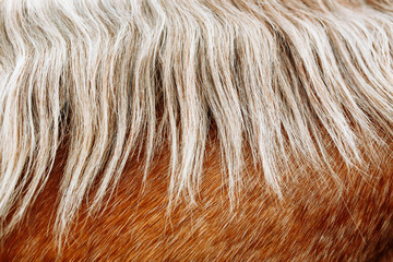 Red and white horse hair, horse mane