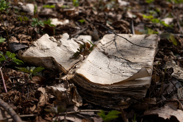 An old decomposing book lying on the forest floor