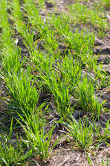 young sprouts of sprouted wheat on open ground