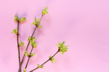 Young leaves, buds on the branches of trees in early spring on a pink background with a copy space flat lay top view, spring pink background