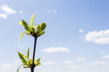 Young leaves, buds on branches of trees in early spring against the sky with copy space flat top view, spring background