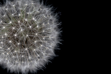 Fototapeta premium Close up dandelion isolated on black background with copy space