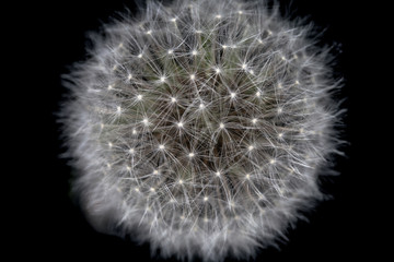 Close-up dandelion isolated on black background