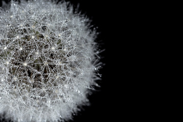 Close-up dandelion with water dew drops isolated on black background with copy space