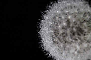 Close-up dandelion with dew drops isolated on black background with copy space