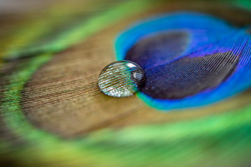 Tropfen auf Pfauenfeder 2