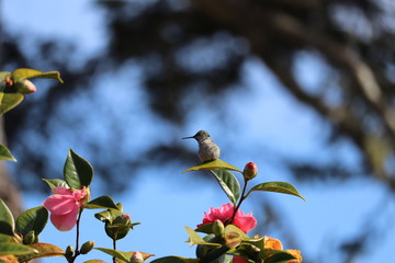 spring hummingbird
