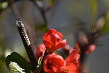 Japanische Zierquitte (Chaenomeles japonica)