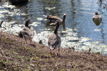 wild gray geese walking on grass near by a little river
