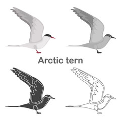 Arctic tern color flat, simple, line, black and white colors concept icons set