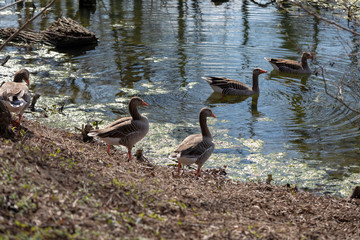 wild gray geese walking on grass near by a little river