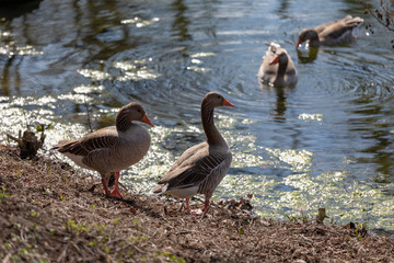 wild gray geese walking on grass near by a little river