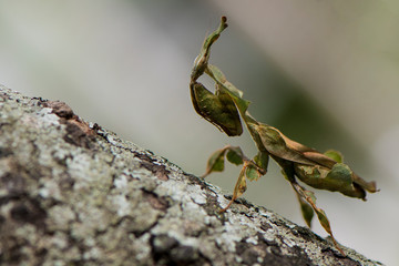 Ghost Mantis