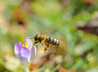 Flying honeybee pollinating a purple crocus flower