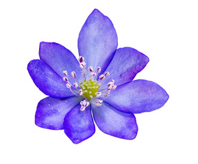 Obraz premium Isolated purple liverleaf flower blossom