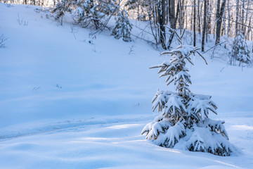 Snow covered evergreen tree