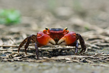 Red Crab