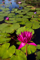 Magenta Water Lily - Versailles Gardens, Paradise Island, Bahamas