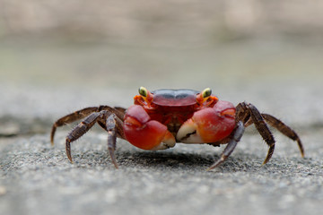 The red Crab